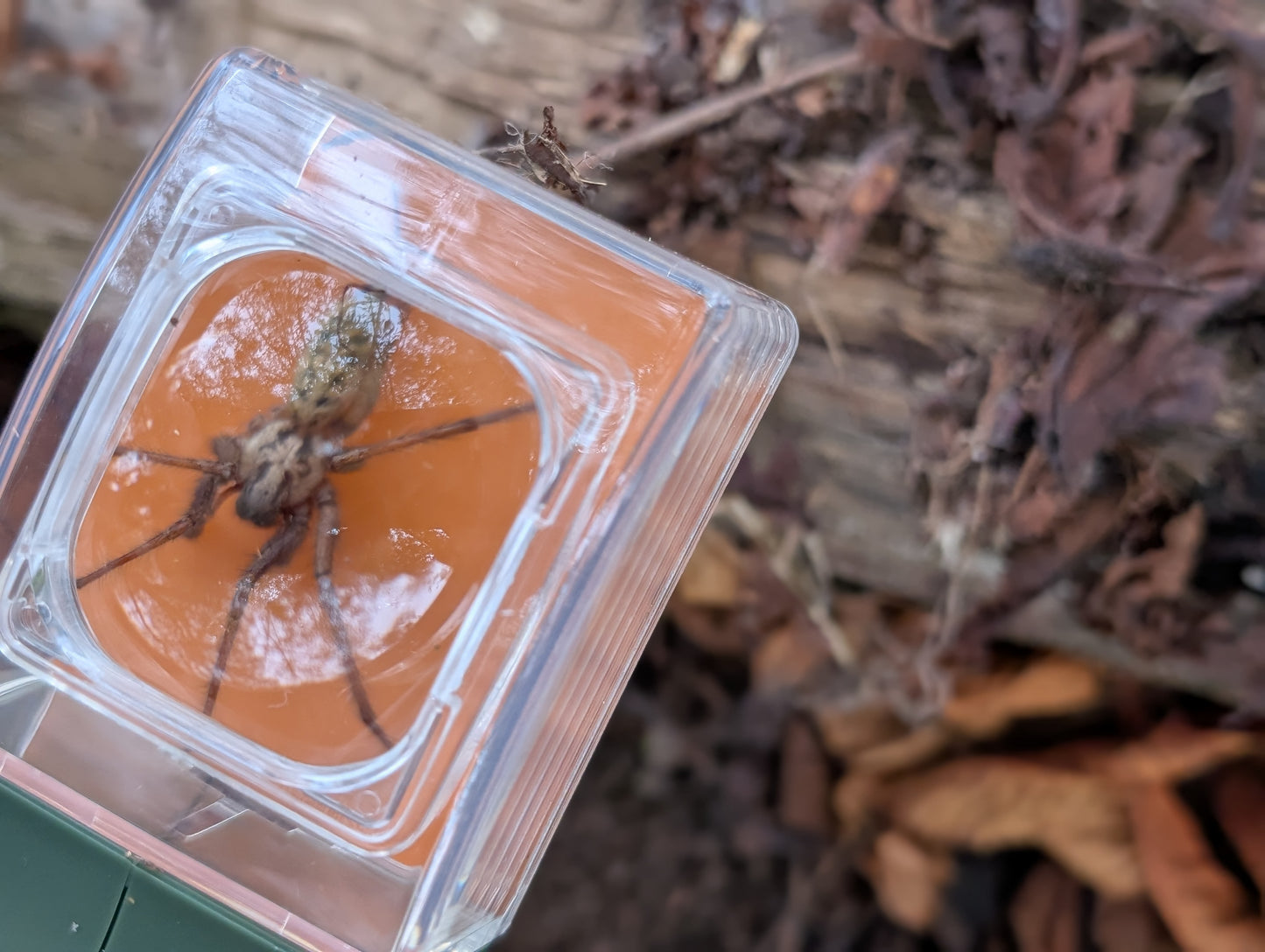 Carson BugView – Easy Catch & Release Bug Viewer with 5× Magnifying Lens