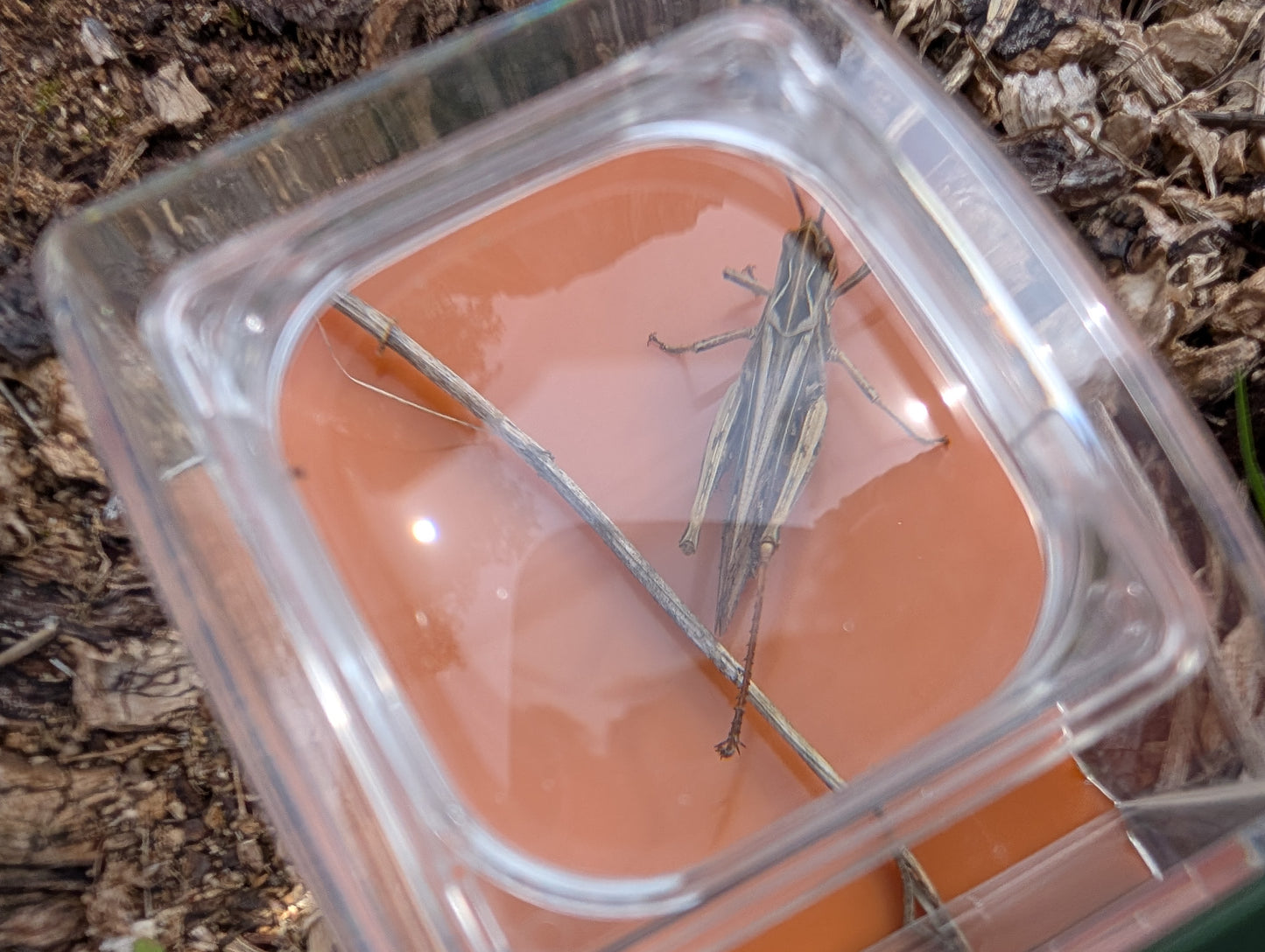 Carson BugView – Easy Catch & Release Bug Viewer with 5× Magnifying Lens