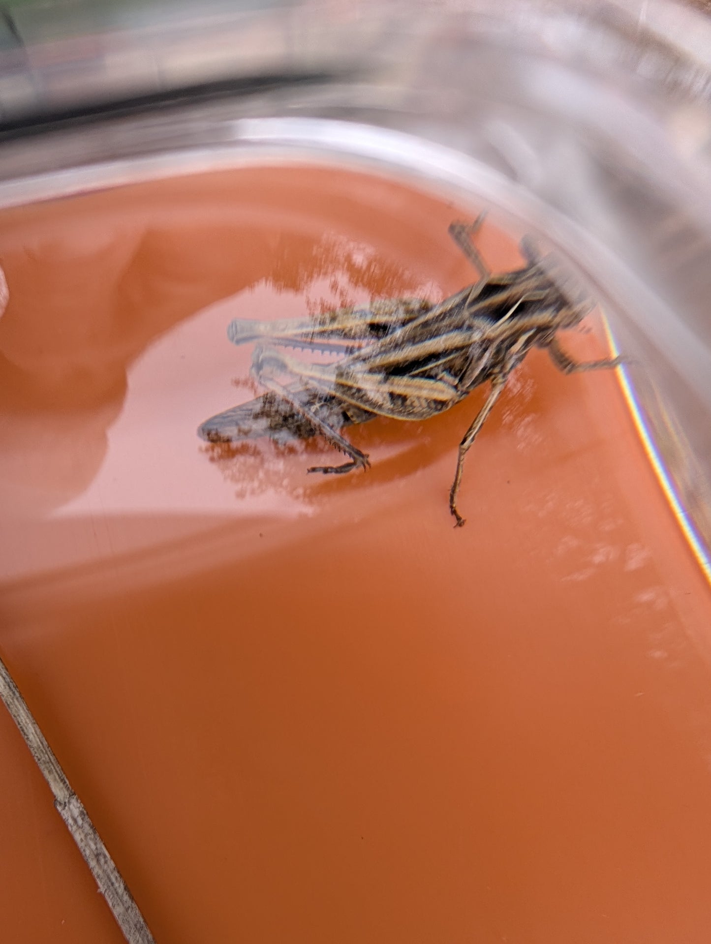 Carson BugView – Easy Catch & Release Bug Viewer with 5× Magnifying Lens