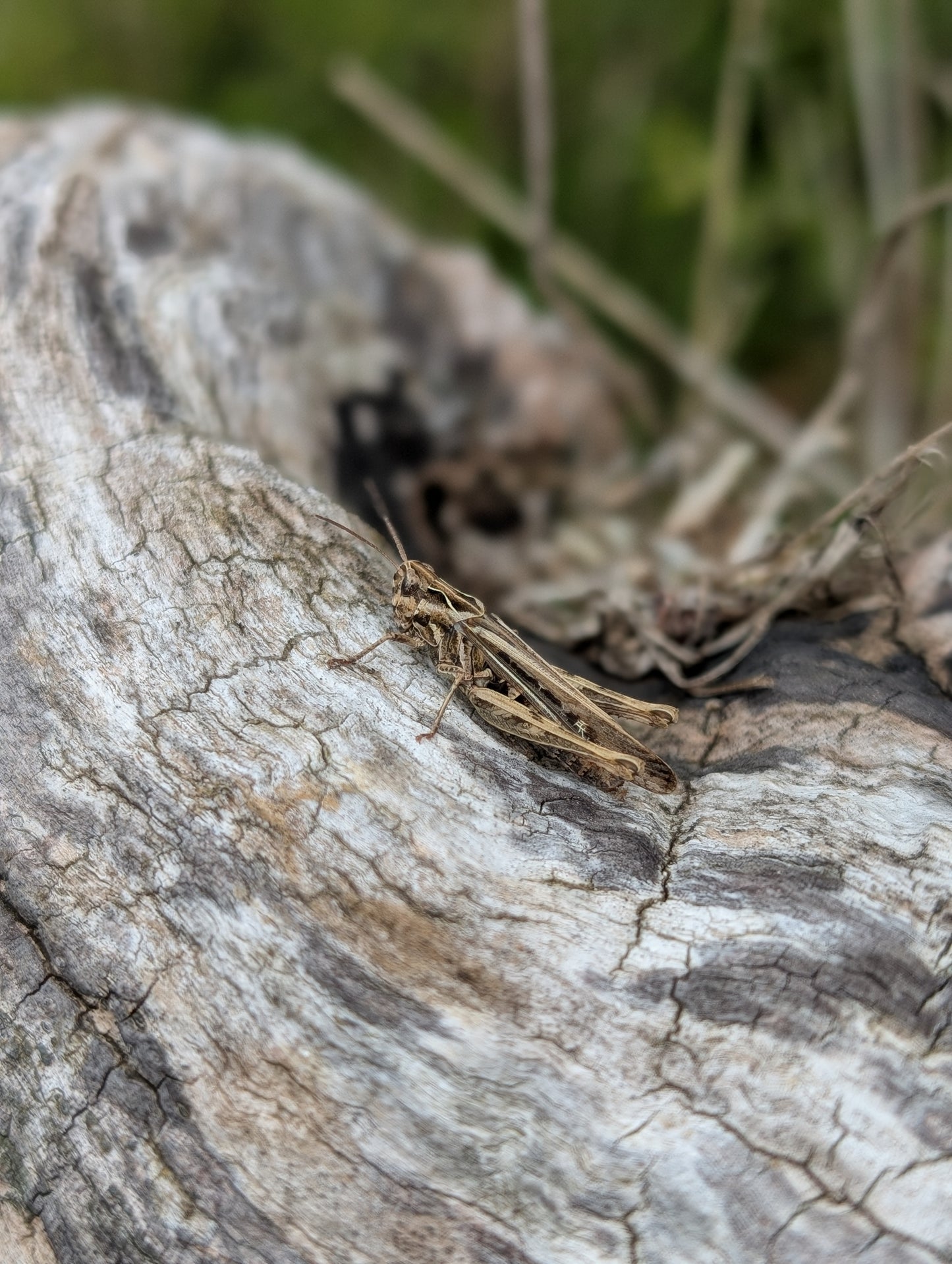 Carson BugView – Easy Catch & Release Bug Viewer with 5× Magnifying Lens